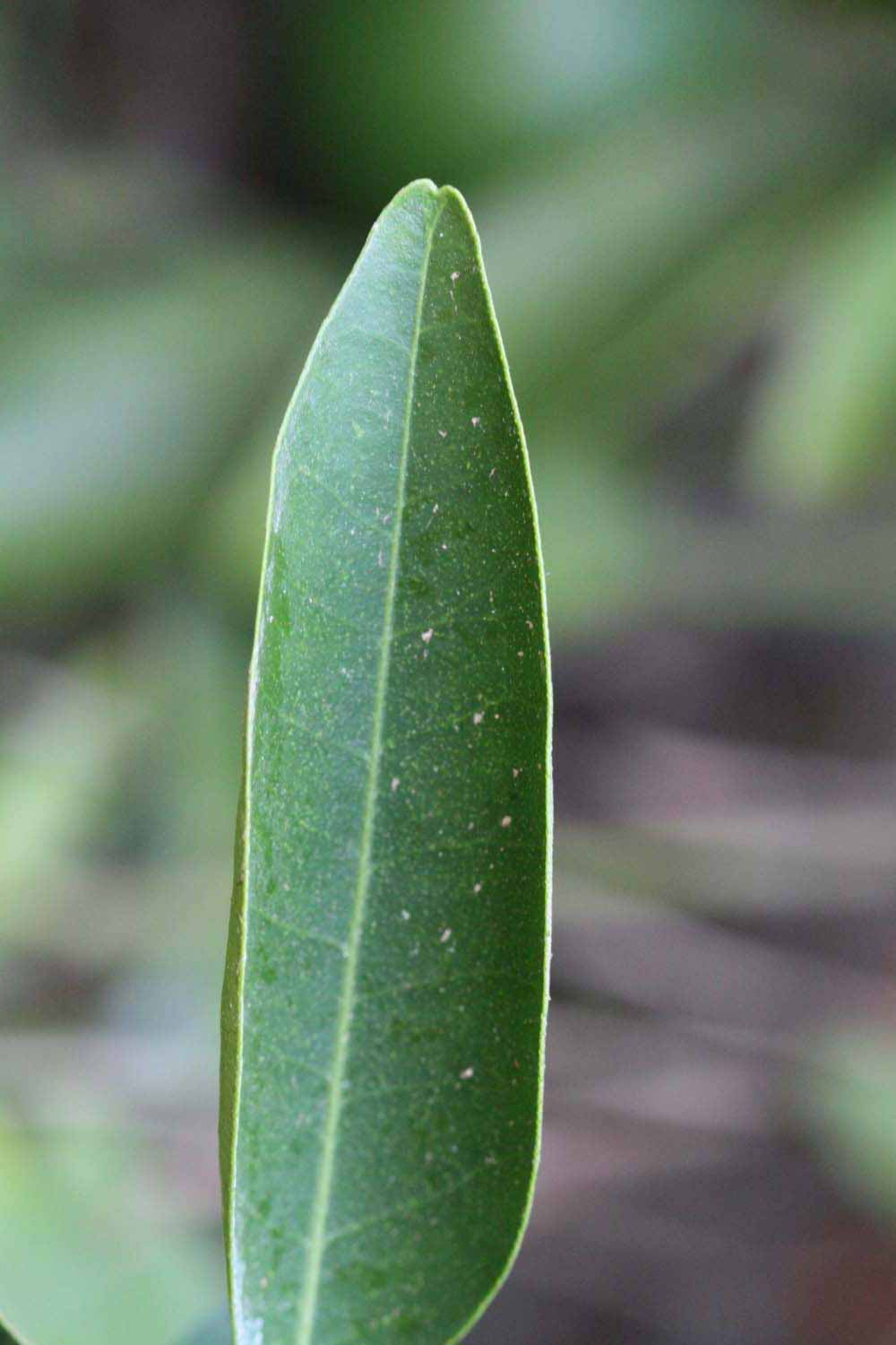              Margin (Riverside, CA)       